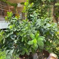 گل بونسای|گل و گیاه طبیعی|اصفهان, کشاورزی|دیوار