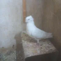 کبوتر پرشی وجفت
