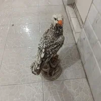 مجسمه عقاب