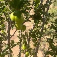 باغچه|فروش زمین و ملک کلنگی|زرندیه, |دیوار