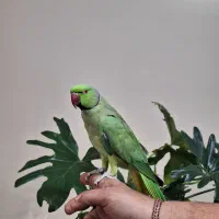 طوطی ملنگو نر|پرنده|کرمان, |دیوار