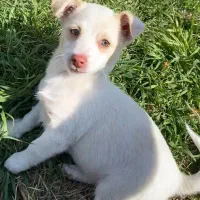 سگ 3ماهه ماده نژاد پامر