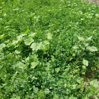 یونجه|گل و گیاه طبیعی|شوشتر, |دیوار