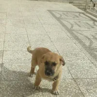 فروش سگ|سگ|تربت‌حیدریه, مسجد جامع|دیوار