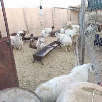 بز و کره|حیوانات مزرعه|سیرجان, |دیوار