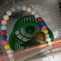 طوطی برزیلی|پرنده|ارومیه, |دیوار