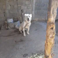سگ گله|سگ|قوچان, |دیوار