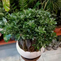 بنسای/پیتستروم گل آپارتمانی گیاه آپارتمانی|گل و گیاه طبیعی|فردیس, فردیس|دیوار