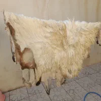 پوست خشک شده گوسفند|صنایع دستی و سایر لوازم تزئینی|اردبیل, |دیوار