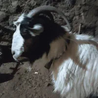 فروش بز زاییده