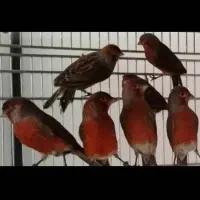 قناری سرخ سوخته  قرص بخون  اماده به جفت|پرنده|تهران, قلهک|دیوار