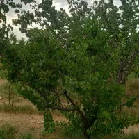 400-متر-زمین-ویلایی-مسکونی-دماوند-چشمه-اعلا-دشتبان