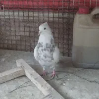 کبوتر رنگی طوقی|پرنده|لنجان, |دیوار