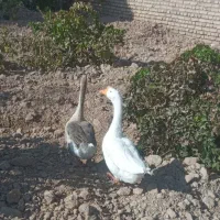 یک جفت قو غاز درجه یک