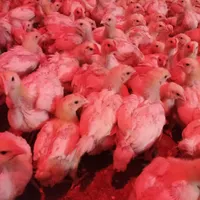 جوجه گوشتی ۲۰روزه|حیوانات مزرعه|سبزوار, رباط|دیوار