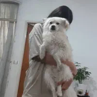 توله اشپیتز|سگ|قرچک, مجتمع مسکونی طبیعت|دیوار