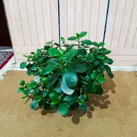 گل طبیعی