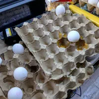 خریدار ضایعات.کارتن|خدمات پیشه و مهارت|اصفهان, مشکین|دیوار