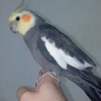 عروس هلندی|پرنده|گرمی, |دیوار