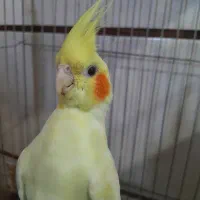 سلام عروس هلندی ماده