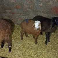 دوتا بره نر و یک ماده سبک|حیوانات مزرعه|مشهد, ایوان|دیوار