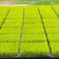 باکس نشا هاشمی درجه یک توم سورتینگ تیم