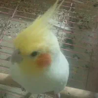 فروش عروس هلندی