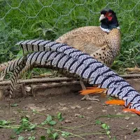 ق ر اول طلایی زیبا|پرنده|مینودشت, |دیوار