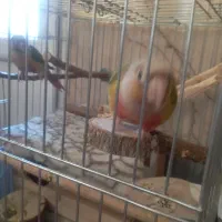 طوطی گرینچیک جفت|پرنده|پاکدشت, پاکدشت (مامازند)|دیوار