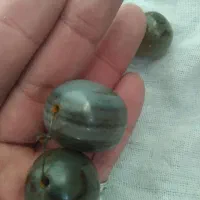 دوجفت مهره قدیمی