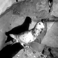 کبوتر بهبهانی