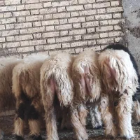 بره شیری نر و ماده چاق