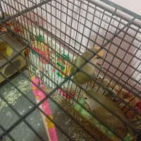 طوطی برزیلی رنگ خواص|پرنده|سمنان, |دیوار