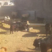 فروش ۱۴۰راس بزغاله پرواری چاق میش بز قوچ بره|حیوانات مزرعه|پیر بکران, |دیوار