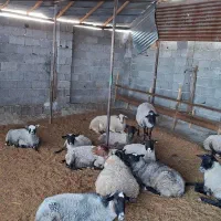 گوسفند و بره رومانوف