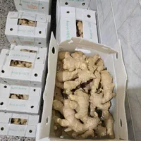 زنجبیل تازه|خوردنی و آشامیدنی|شیراز, دروازه اصفهان|دیوار