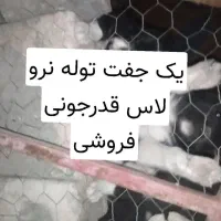 توله قدرجونی پدر مادر دار