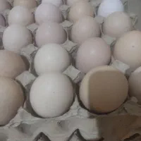 تخم مرغ محلی نطفه دار