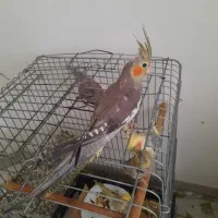 عروس هلندی نر ماده