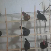 خروس چینی خوش رنگ سن بین ۶ماه الی ۱سال|حیوانات مزرعه|گناباد, |دیوار