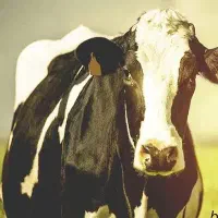 گاو