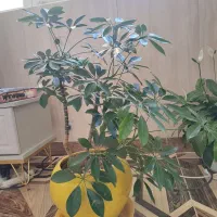 یک سری گل طبیعی به فروش میرسد|گل و گیاه طبیعی|بانه, |دیوار