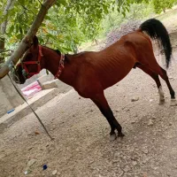 اسب|اسب و تجهیزات اسب‌سواری|بابا حیدر, |دیوار