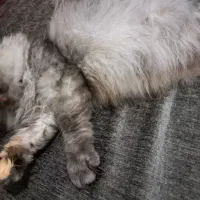 گربه پرشین باردار