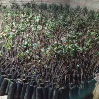 فروش نهال پسته یک ساله