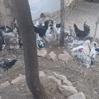 فروش تخم نطفه دار مرغ گلین طوسی وپنگوینی|حیوانات مزرعه|بیجار, |دیوار