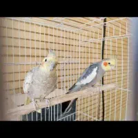 فروش یک جفت عروس هلندی مولد