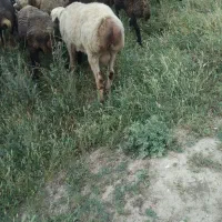 قوچ
