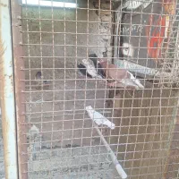 کفتر و خروس