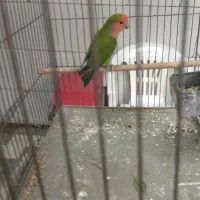 طوطی برزیلی صورت هولی ماده.فوری|پرنده|تهران, مینای شمالی (مخبر)|دیوار